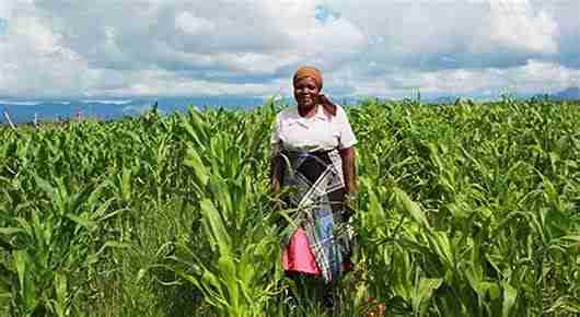 L'Agriculture à Masisi et l'Engagement de l'ONG Paix Sans Frontière
