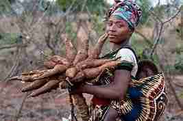 L'Agriculture de Manioc à Kalundu: Une Initiative de Paix Sans Frontière 